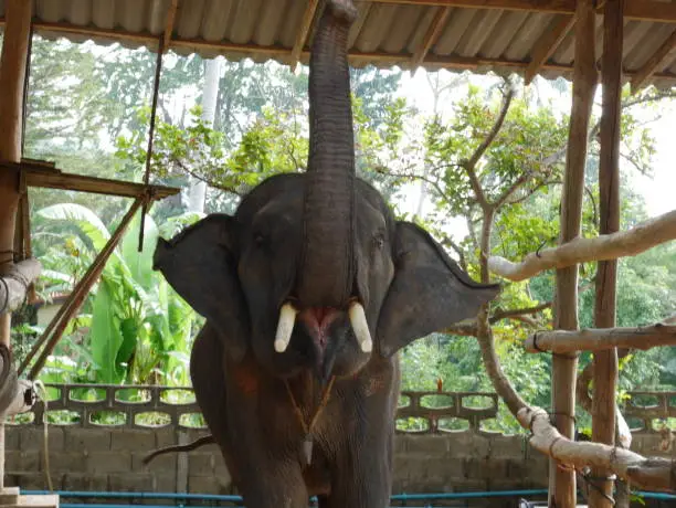 Photo of elephant