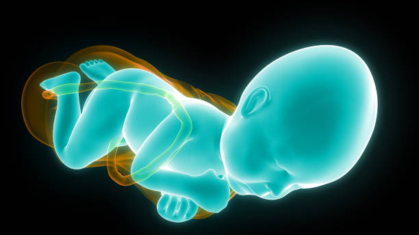 istock Normal Labor and Vaginal birth Anatomy 1097236360