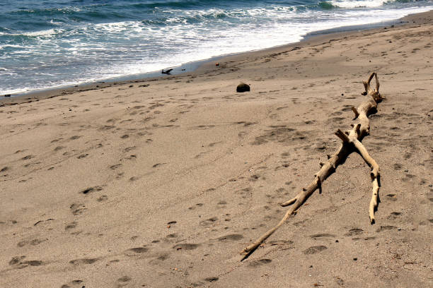 istock Dead wood laid on the beach 1097236416