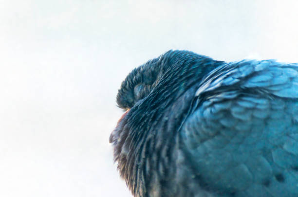 Sleeping Pigeon Dove on Light Background. Healthy Sleep Benefits Concept with Copy-Space