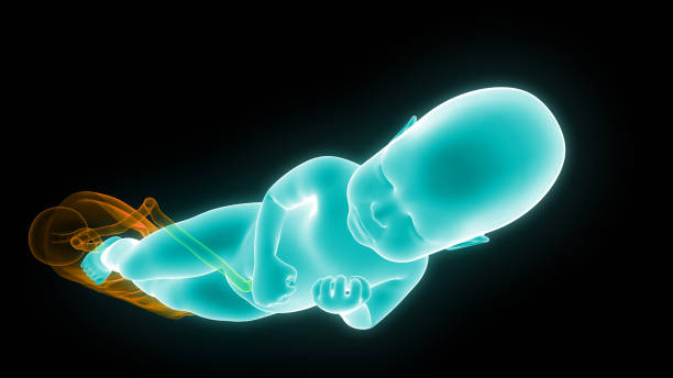 istock Normal Labor and Vaginal birth Anatomy 1097236454