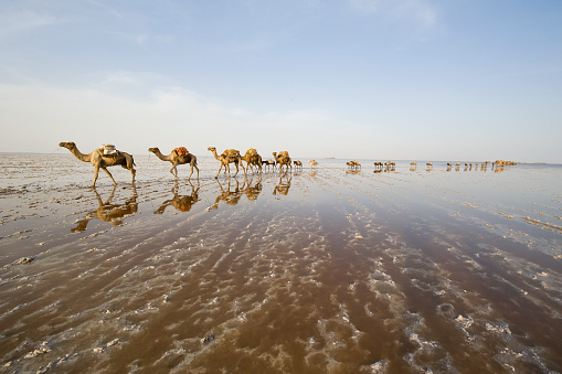 Uno de los últimos sal caravanas, Danakil Desert, Etiopía photo