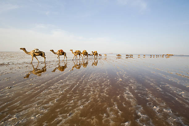 Caravan of camels in a line across salt plains A caravan of camels on their way through the Ass Ale salt lake in the Danakil Desert in Ethiopia. Every day more than 1000 camels are arriving at the place where the Afar people are braking plates of salt out of the ground - the traders are buying these salt-blocks and transporting themt with their caravans of camels and donkeys in 5 - 6 days back to the Highlands of Northern Ethiopia. 

The Danakil Desert (or Danakil Depression) in the border-triangle between Ethiopia, Eritrea and Djibouti is one of the most remote and most extreme regions of the world - it is the lowest point in Africa (- 155 metres/-550 ft below sea level) and one of the hottest places on Earth. 


See my other images of the Danakil Desert in Ethiopia:
[url=file_closeup.php?id=12345683][img]file_thumbview_approve.php?size=1&amp;id=12345683[/img][/url] [url=file_closeup.php?id=12511096][img]file_thumbview_approve.php?size=1&amp;id=12511096[/img][/url] [url=file_closeup.php?id=12511049][img]file_thumbview_approve.php?size=1&amp;id=12511049[/img][/url] [url=file_closeup.php?id=12511166][img]file_thumbview_approve.php?size=1&amp;id=12511166[/img][/url] [url=file_closeup.php?id=12342430][img]file_thumbview_approve.php?size=1&amp;id=12342430[/img][/url] [url=file_closeup.php?id=12342351][img]file_thumbview_approve.php?size=1&amp;id=12342351[/img][/url] [url=file_closeup.php?id=12967978][img]file_thumbview_approve.php?size=1&amp;id=12967978[/img][/url] [url=file_closeup.php?id=12993940][img]file_thumbview_approve.php?size=1&amp;id=12993940[/img][/url] [url=file_closeup.php?id=13513944][img]file_thumbview_approve.php?size=1&amp;id=13513944[/img][/url] [url=file_closeup.php?id=14556258][img]file_thumbview_approve.php?size=1&amp;id=14556258[/img][/url] [url=file_closeup.php?id=14556197][img]file_thumbview_approve.php?size=1&amp;id=14556197[/img][/url] [url=file_closeup.php?id=14553213][img]file_thumbview_approve.php?size=1&amp;id=14553213[/img][/url] [url=file_closeup.php?id=14547603][img]file_thumbview_approve.php?size=1&amp;id=14547603[/img][/url] ethiopia photos stock pictures, royalty-free photos & images