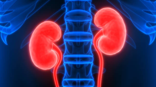 istock Human Urinary System Kidneys with Bladder Anatomy 1097237858