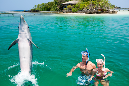 Excited couple enjoying encounter with tail-walking dolphin in front of tropical beach. Roatan, Honduras
[url=search/lightbox/6595238][img]http://stock.roatanphotography.com/istockphoto/thumbs-vacation-lifestyle.jpg[/img][/url]