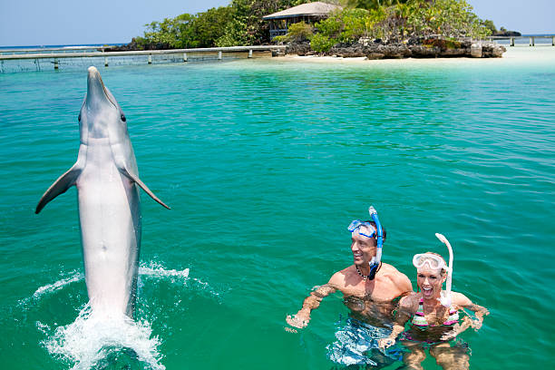 Couple snorkeling by an island enjoying dolphin encounter  stock photo