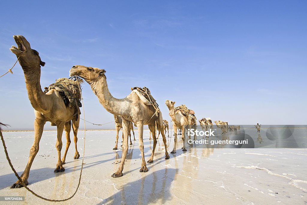 Uma das últimas salt caravanas, Danakil deserto, Etiópia - Foto de stock de Comboio royalty-free