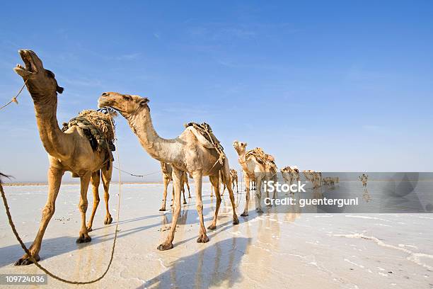 Foto de Uma Das Últimas Salt Caravanas Danakil Deserto Etiópia e mais fotos de stock de Comboio