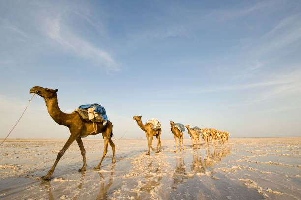 One of the last salt caravans, Danakil Desert, Ethiopia  danakil desert photos stock pictures, royalty-free photos & images