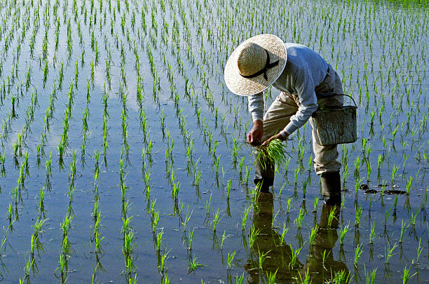 rice pflanzen - reisfeld stock-fotos und bilder