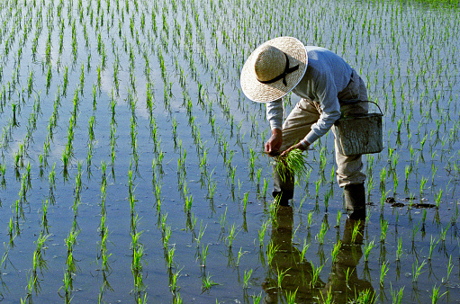 Plantación de arroz photo