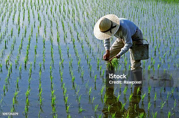 Рис Насаждения — стоковые фотографии и другие картинки Рисовое поле - Рисовое поле, Рис - Зерновые, Япония