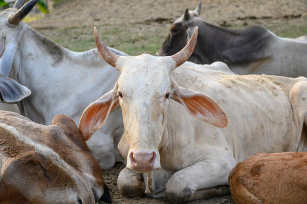 istock Herd of cows resting in stall at evening 1097242084