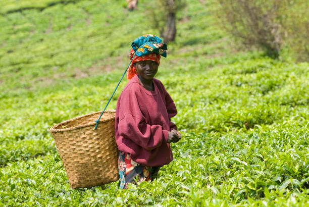 istock Teapicker in Rwanda carrying a basket on her back in a field 109724376