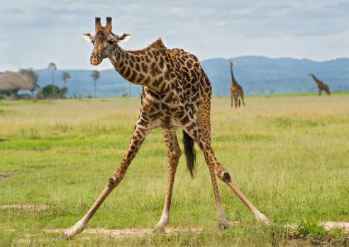 Group of three giraffes walking in the morning, Maasai Mara National Reserve, eastern Africa country of Kenya.