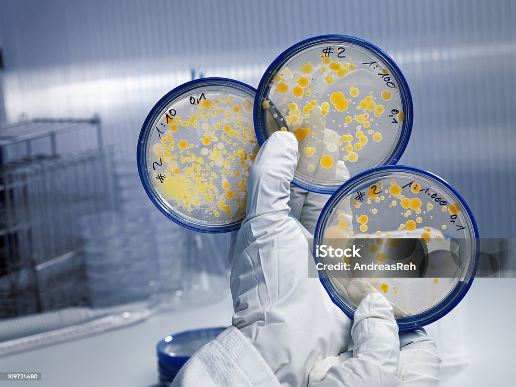 Разведение серии бактерий Культура на агаре - Стоковые фото Держать роялти-фри