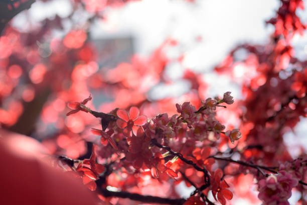 istock Close up artificial Blossom flower background 1097248754