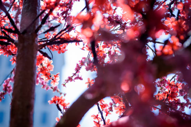 istock Close up artificial Blossom flower background 1097248858