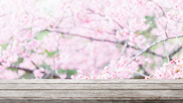 istock Empty wood table top and blurred sakura flower tree in garden background with vintage filter - can used for display or montage your products. 1097249830