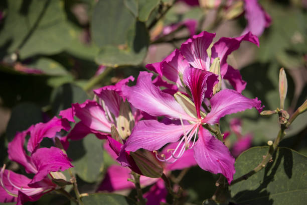 istock Pink flower or Bauhinia flower 1097250230