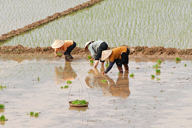 mujer plantando arroz de los trabajadores en vietnam - rice rice paddy farm agriculture fotografías e imágenes de stock