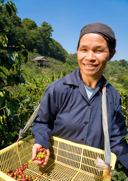 comércio justo café farmer - coffee crop farmer equality coffee bean - fotografias e filmes do acervo