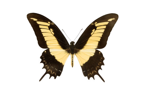 istock machaon butterfly isolated on a white 1097252104