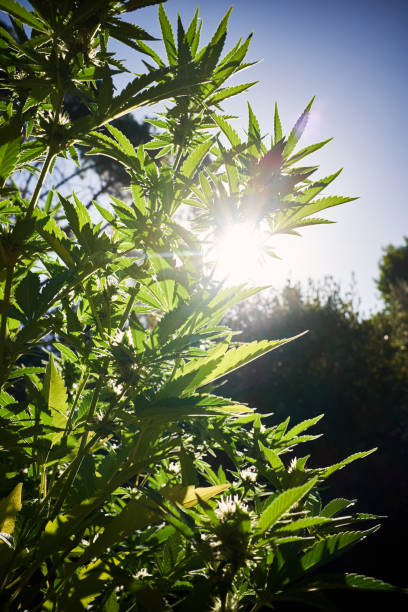 istock Cannabis plant growing outdoors in sunshine 1097252844
