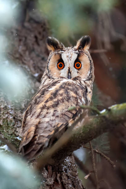 istock Owl sit in a tree and looking on the the camera 1097253194