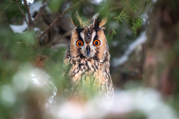 istock Owl sit in a tree and looking on the the camera 1097253202
