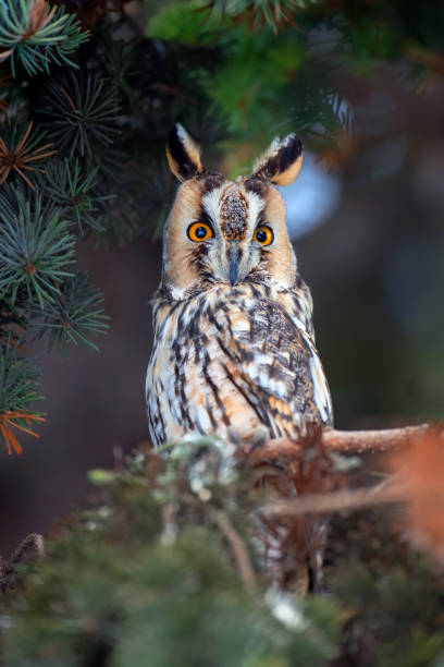 istock Owl sit in a tree and looking on the the camera 1097253204
