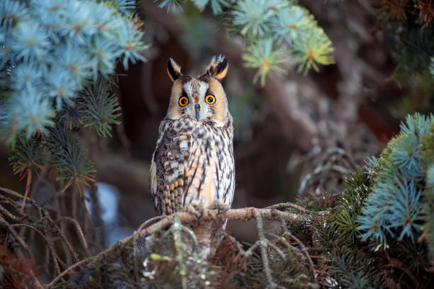 istock Owl sit in a tree and looking on the the camera 1097253216