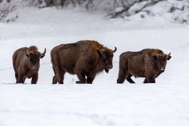istock European bison (Bison bonasus) in natural habitat 1097253238
