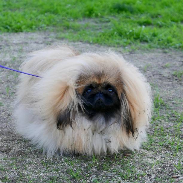 istock The Little Lion Dog known as 