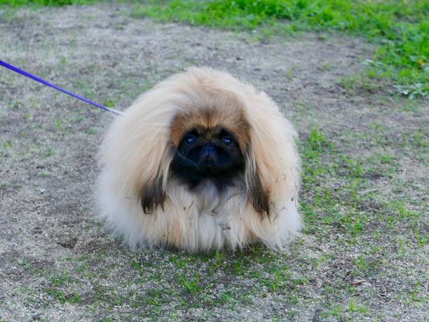 istock The Little Lion Dog known as 