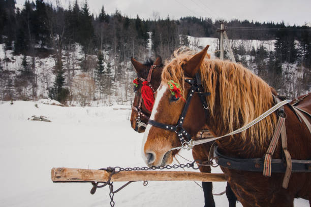 istock Two horses in winter outside. 1097254642