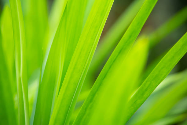 istock Bromeliad tree ( Aechmea fasciata, Guzmania, Urn Plant ) in the garden, Close up & Macro shot, Selective focus, Abstract graphic design 1097255370