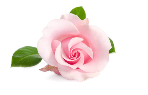single bud of pink rose isolated on white background stock photo