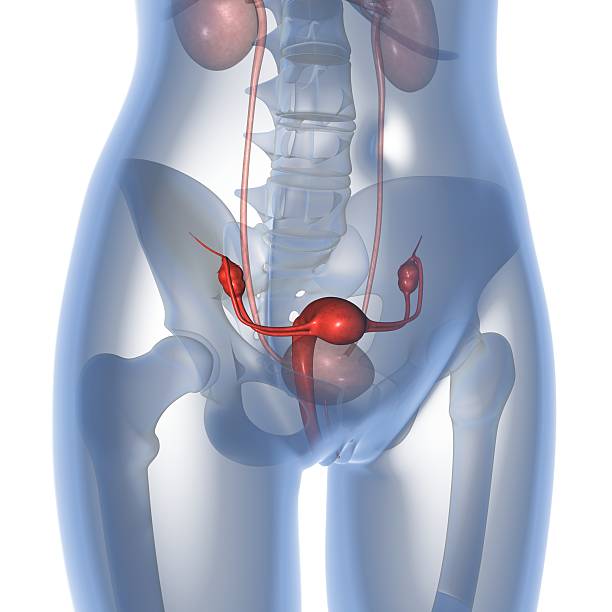gebärmutter in 3d - vagina uterus human fertility x ray image stock-fotos und bilder