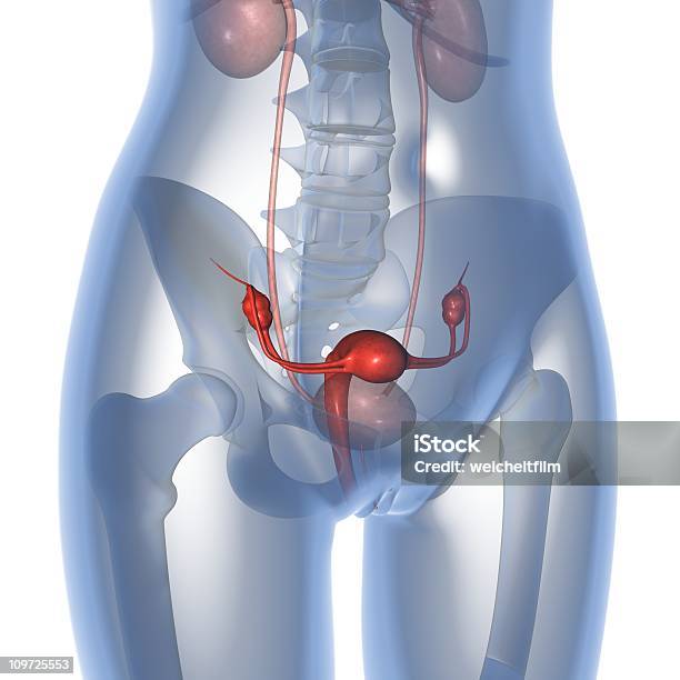 Photo libre de droit de Utérus En 3d banque d'images et plus d'images libres de droit de Imagerie par rayons x - Imagerie par rayons x, Utérus, Forme tridimensionnelle