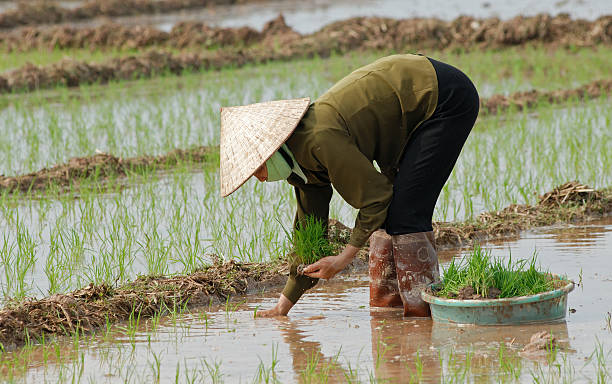 istock Female worker in Vietnam is planting rice 109725585