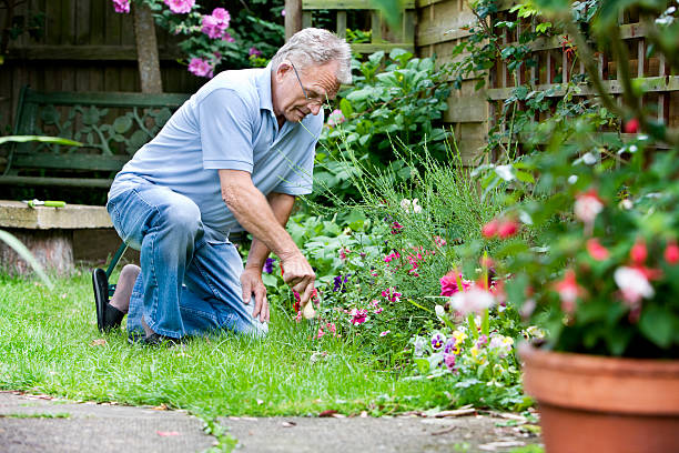 retirement: active senior tending to his garden stock photo