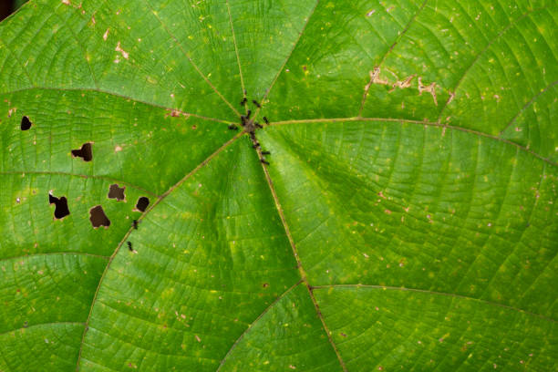 istock 11 black  ants on Green leaf pattern texture background, Close up & Macro shot, Selective focus, Abstract graphic design 1097257760