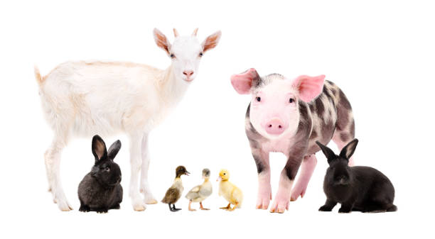 istock Cute farm animals standing together isolated on white background 1097258072