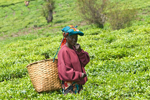 istock Young female teapicker in Rwanda 109725808