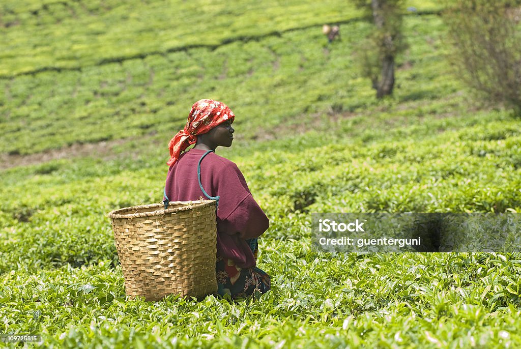 Jeune femme teapicker au Rwanda - Photo de Rwanda libre de droits