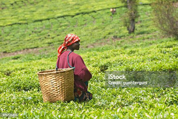 Photo libre de droit de Jeune Femme Teapicker Au Rwanda banque d'images et plus d'images libres de droit de Rwanda - Rwanda, Culture du thé, Agriculture