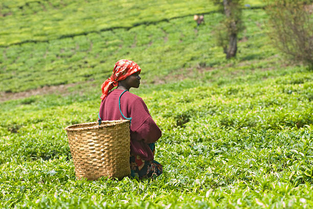 giovane femmina teapicker in ruanda - tea crop picking agriculture women foto e immagini stock