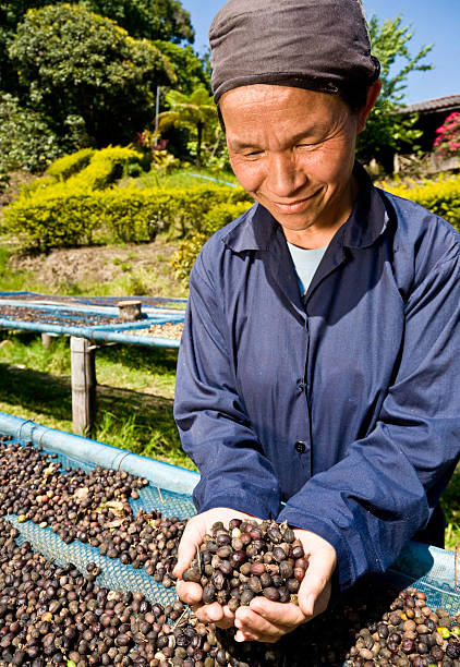 comércio justo café farmer - coffee crop farmer equality coffee bean - fotografias e filmes do acervo
