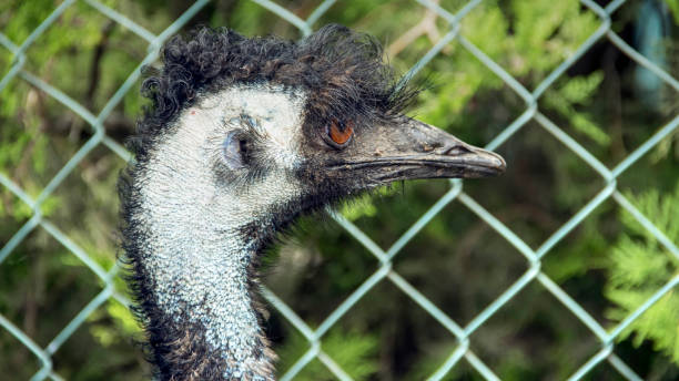 istock Portrait Of An Emu (Dromaius Novaehollandiae) 1097263222